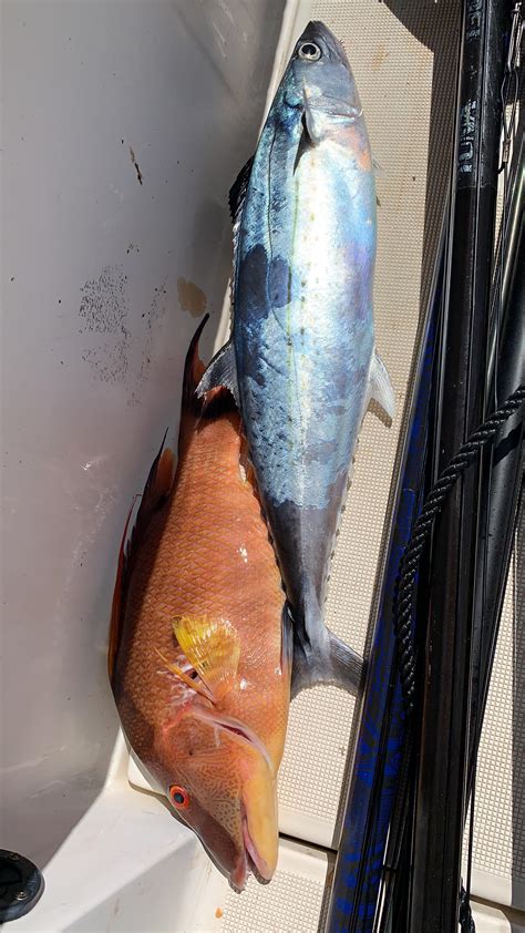 Baja style fish tacos are a regional style of taco found in san diego and the baja region of mexico, just south of san diego. Fish tacos on the menu : Spearfishing