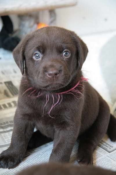 Black labradors, yellow labradors, chocolate labradors, and fox red labrador puppies. Chocolate Labrador Puppies For Sale Nj | PETSIDI