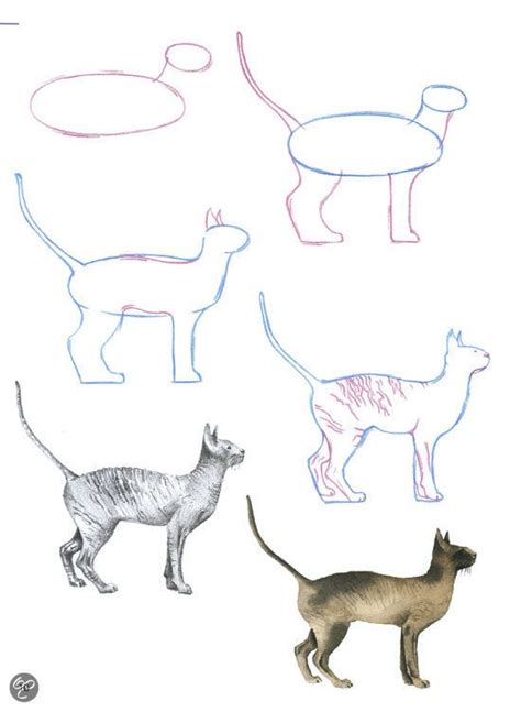 Ik zeg niet dat het makkelijk zal zijn, wellicht zal jouw eerste tekening er … read more. Een kat tekenen / Overig / Zoogdieren / Dieren tekenen ...