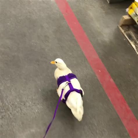 Click here see the full length footage. Miniature duck walks on leash inside store