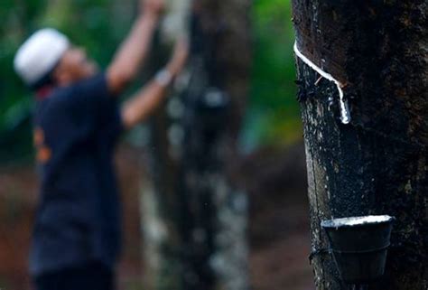 47 ribu 418 pekebun kecil dan penoreh getah sudah menerima bantuan khas kejatuhan harga getah sebanyak 500 ringgit seorang daripada risda sehingga 5 julai lalu. Lebih 200,000 penoreh getah, pekebun kecil mula terima ...