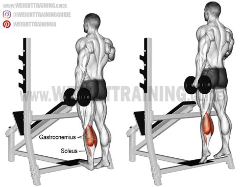 Freetrainers.com has a vast selection of exercises which are used throughout our workout plans. Standing dumbbell one-leg calf raise exercise instructions ...