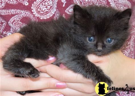 He's not an ojos azures breed so he's gonna get the golden eyes (also has pointy ears). Ragdoll Kitten for Sale: Very Rare TICA Black SOLID ...