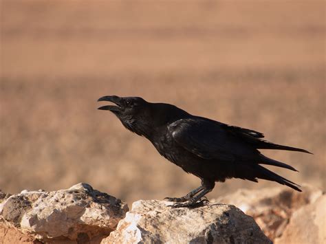 Closely related, both ravens and crows are species of the genus corvus. Common Raven - song / call / voice / sound.