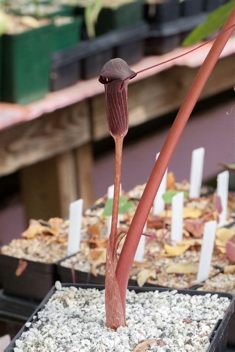 Bryan h tonkin provides you with access to rare and unusual bulbs & perennials. Arisaema speciosum var. mirabile BSWJ2712 20150510 0012 ...