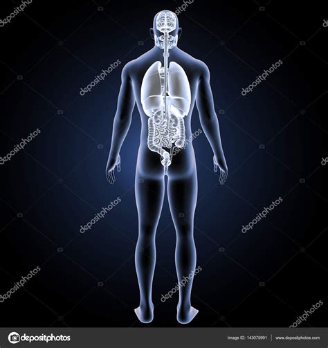 Organes humains vue postérieure — Photographie sciencepics © #143075991