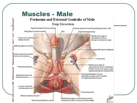 Male pelvis anatomy model with ligaments muscles and organs. Anatomy of Pelvis & Perineum