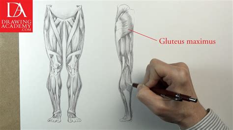 Want to discover art related to tendons? Muscles of the Leg presented by Drawing Academy .com 31-4 - YouTube