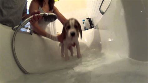 Neither can stay clean for very long. Cute Beagle puppy first ever bath : Bailey gets more ...