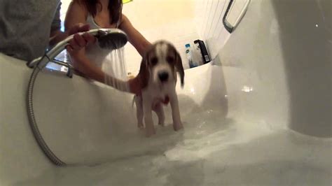 Neither can stay clean for very long. Cute Beagle puppy first ever bath : Bailey gets more ...