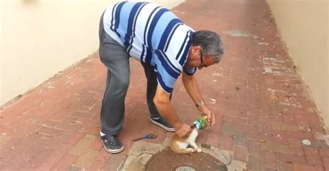 Not only that, but it may also become addicted to the sensory pleasure of eating acromegaly is linked to diabetes in the sense that cats with this disease have. White Wolf : Man Rescues A Hungry Kitten That Became Stuck ...