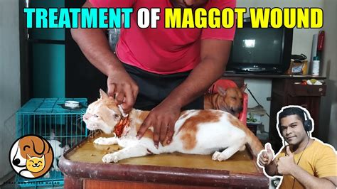 Apr 20, 2018 · according to experts, the maggots in dog wounds eat away the flesh of the dog very quickly and can multiply if left untreated. HOW TO TREAT A MAGGOT WOUND?|TREATMENT OF CAT|#1 - YouTube