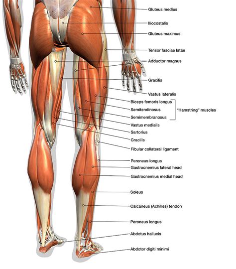 Vector muscular human body, anatomy muscle man, female musculoskeletal system front and back isolated on a white background. Labeled Anatomy Chart Of Male Leg Photograph by Hank Grebe