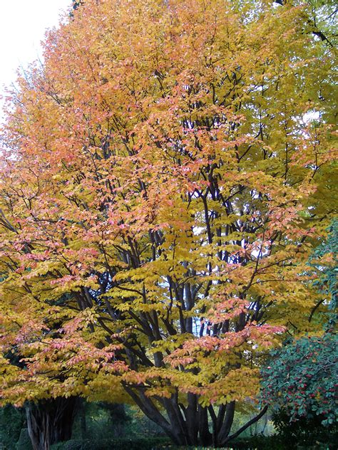 Photos, address, and phone number, opening hours, photos, and user reviews on yandex.maps. File:Parrotia persica RJB.jpg - Wikimedia Commons