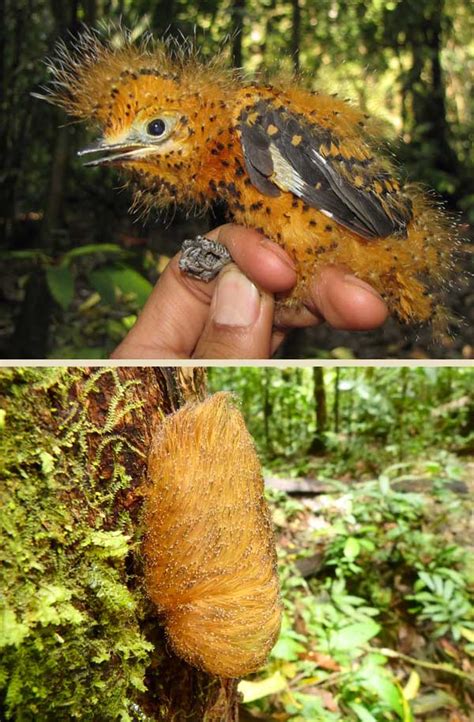 Solo se avanza y se aprende en la acción y en el silencio. Amazonian bird chicks mimic poisonous caterpillar to avoid detection