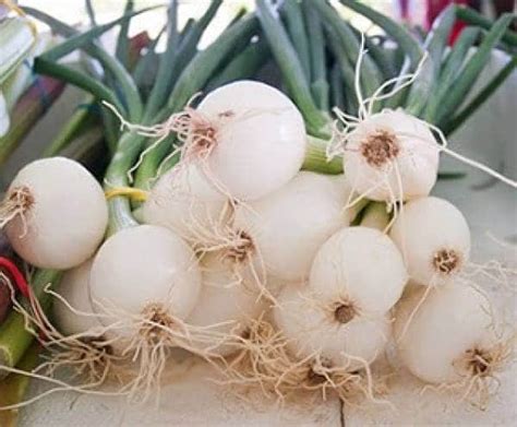 Berikut cara mudah menanam bawang putih yang bisa dipraktikkan. Cara "Paling Mudah" Menanam Bawang Putih Tunggal Atau ...