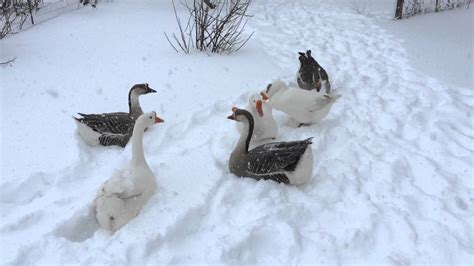 We did not find results for: Pet Geese in Snow Storm 2016 Kentucky - YouTube