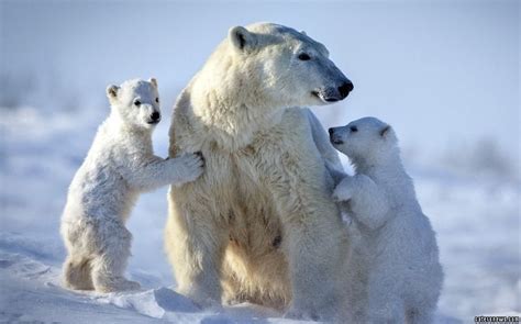 May 31, 2021 · frédéric cherche à faire le buzz sur les réseaux sociaux. Que Cache L'ours Polaire De Frédéric / Ours Polaire Plage Tropicale - Pewter / Il a ajouté une ...