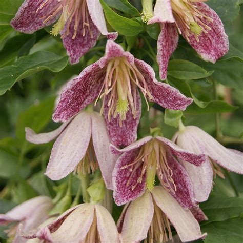 Check spelling or type a new query. Buy clematis (group 1) Clematis Advent Bells: £19.99 ...