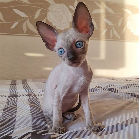Posts with text available by age without vaccination will be deleted! CORNISH REX KITTEN FOR SALE - CORNISH REX KITTENS FOR SALE ...