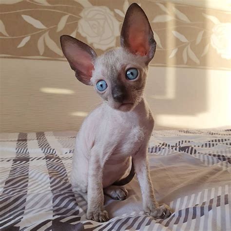 Additionally, cornish rex cats love to play games and interact with their companions … CORNISH REX KITTEN FOR SALE - CORNISH REX KITTENS FOR SALE ...