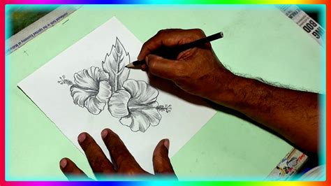 Similar hibiscus flower drawing images. How to draw a Hibiscus Flower-Daily Art 17-Drawing ...