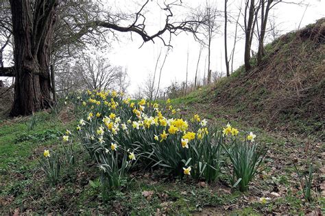 When did meerssen join the douzelage association? Mooiste Routes: Op naar de Bemelerberg (Meerssen, Limburg)