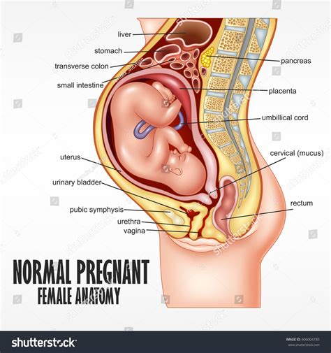 We did not find results for: Normal Pregnant Female Anatomy Stock Illustration ...