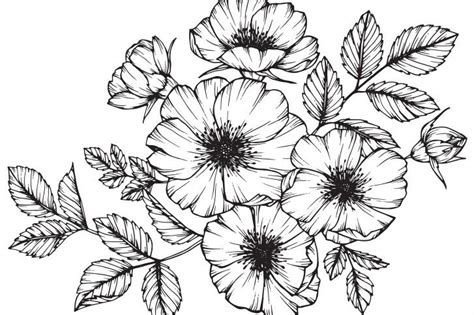 Immagini da disegnare facili matita bianco nero primo piano rosa petali compatti molto dettagliati fiori disegnati a matita arte del fumo disegni a matita. Disegni da ricamare a punto catenella, 7 immagini da ...