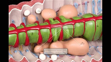 Name the excretory organs of an earthworm. Earthworm Anatomy - YouTube