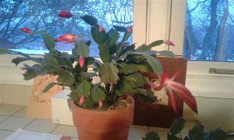 If you have a christmas cactus that seems a bit too eager to bloom every year, well, you might not have a christmas cactus at all. Mom sent me a pic of what we thought was a Christmas ...