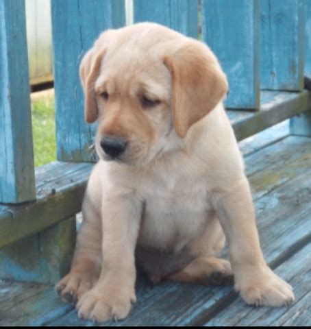 Join our community of paw lovers across the u.s. Labrador Retriever puppy dog for sale in Houston, Texas