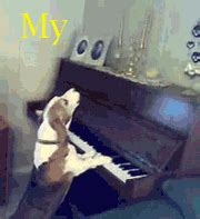 More images for beagle playing piano » I'll tell you when I've had enough, Dan. | Dogs, Piano ...
