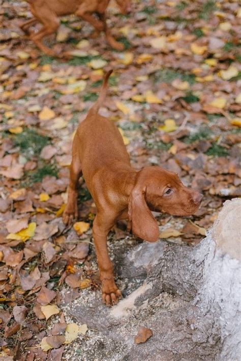 Vizslas can measure an average of. Hungarian Vizsla puppy ️🐾 | Dogs, Your dog, Vizsla dogs