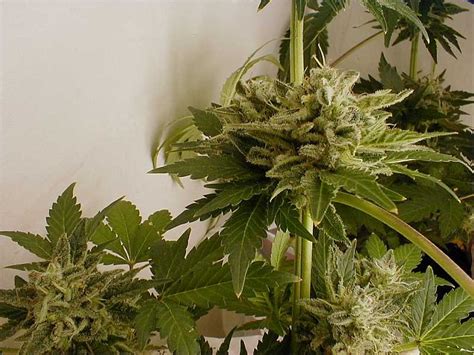 Best soil for growing weed indoors. Growing Marijuana With Fluorescent Light Bulbs, Growing ...
