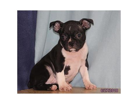 Find out about training, behavior, and care of huskydoodle dogs. Boston Terrier-DOG-Male-Black / White-2135968-Petland Kennesaw