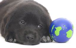 Also you can take along with you. How Often Should a One Year Old Dog Go Pee? | Dog Care ...