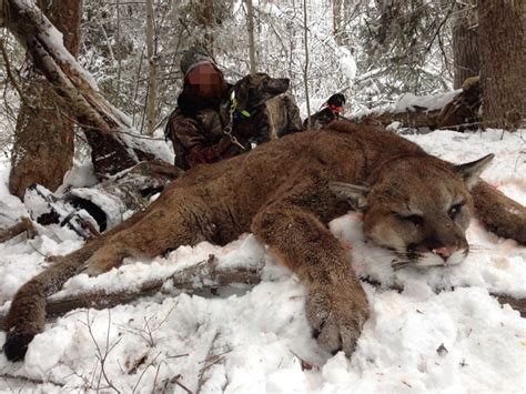 Die pumas in british columbia sind diesem sommer neugieriger als früher. Puma vadászat Kanadában (BC)>> - Vadászutak