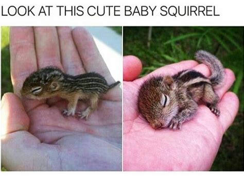 Cerca nel più grande indice di testi integrali mai esistito. Pin by Deborah Lafera on Image | Cute animals, Funny animal memes, Funny animals