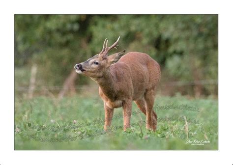 Au cours de la période d'accouplement, connue sous le nom de rut, les mâles matures entrent en concurrence pour obtenir les attentions des femelles et essayer de défendre les femelles de leur harem. Flehmen Chevreuil Rut. Article 2018 063