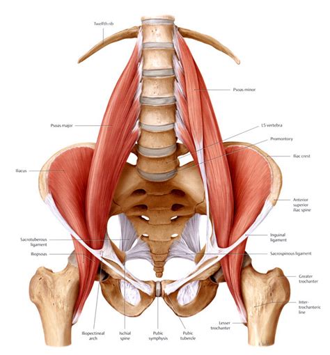 Name of lower back to hip muscles. Je Psoas, de spier van de ziel - Massage Marin