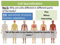 We did not find results for: NEW AQA GCSE Cells 3-4 Specialised Cells | Teaching Resources