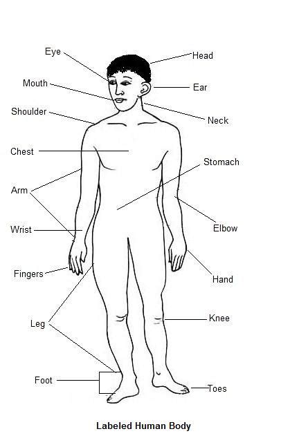 These body diagrams use different colors to show different parts and also labels to show a number of important body parts. Free Blank Body, Download Free Clip Art, Free Clip Art on ...