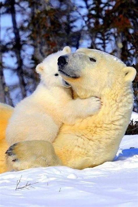 Cette photographie d'ours polaire est disponible : L'ours polaire en 44 photographies uniques - Archzine.fr