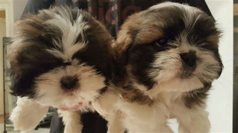 Shih tzu puppies, and a golden retriever. Shih Tzu For Sale in West Virginia (17) | Petzlover