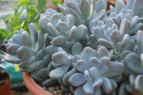 The succulent has a diploid number of 66 or 132. Pachyphytum bracteosum photos : Pachyphytum bracteosum