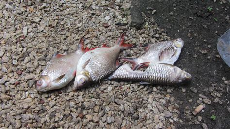 Can u imagine?????, the crispy deep fried ikan lampam jawa or javanese barb fish drizzled with spicy,hot, sour and aromatic sauce. TERBELIAK AQUAPONIC DAN HIDROPONIC: GANGGUAN ELEKTRIK PENYEBAB KEMATIAN IKAN