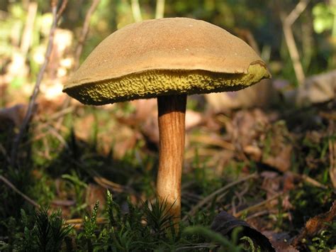 Boletus subtomentosus - identifier-les-champignons.com