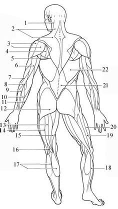 I think i made the lines pretty clear for the muscle layout. 25 Best muscle_blank images | Muscle, Muscle anatomy, Anatomy, physiology