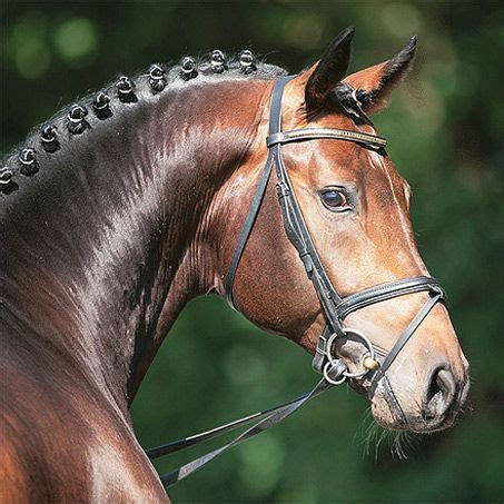Find this pin and more on horse breeds by sirpa. Fidertanz -- Rheinland-Pfalz-Saar (Zweibrücker or German ...